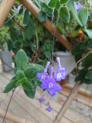 Streptocarpus saxorum