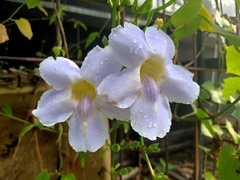 Thunbergia