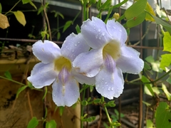 Thunbergia