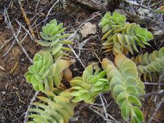 Crassula ciliata