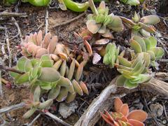Crassula ciliata