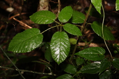 Rubus moorei