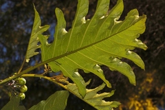 Solanum chrysotrichum image