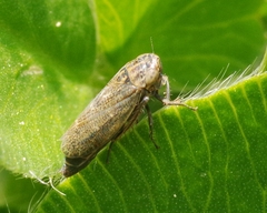 Euscelis incisus