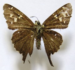 Thorybes dorantes dorantes