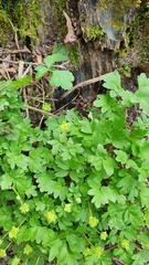 Adoxa moschatellina