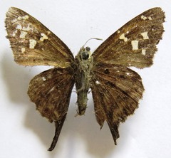 Thorybes dorantes dorantes