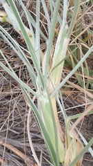 Spinifex