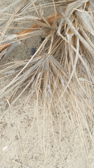 Spinifex