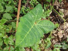 Xanthosoma violaceum