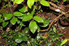 Rubus moorei