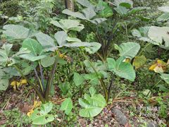 Xanthosoma violaceum