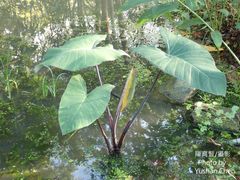 Xanthosoma violaceum