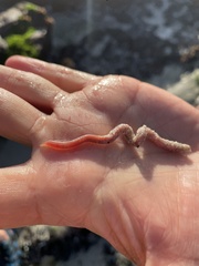 Marphysa elityeni