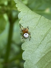 Bijoaraneus