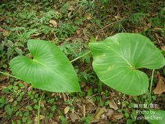 Homalomena philippinensis