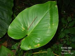 Homalomena philippinensis