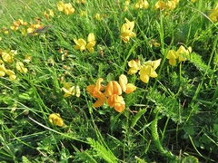 Lotus corniculatus