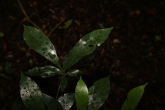 Atractocarpus benthamianus