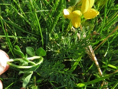 Lotus corniculatus