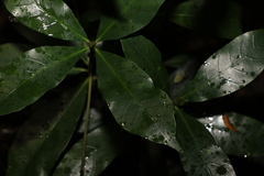 Atractocarpus benthamianus