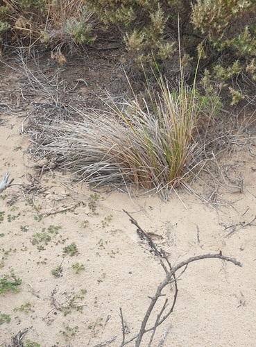 Image of Coast Flax-Lily (Dianella brevicaulis) by (c) Rosalie Lawrence, some rights reserved (CC BY)