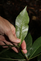 Atractocarpus benthamianus