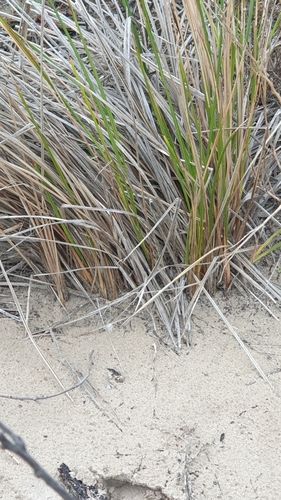 Image of Coast Flax-Lily (Dianella brevicaulis) by (c) Rosalie Lawrence, some rights reserved (CC BY)
