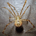 White Porch Spider - Photo (c) Phil Bendle, some rights reserved (CC BY-NC), uploaded by Phil Bendle