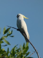 Cacatua galerita fitzroyi