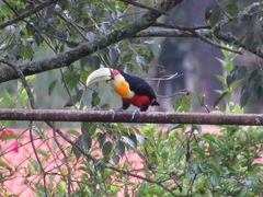 Ramphastos dicolorus
