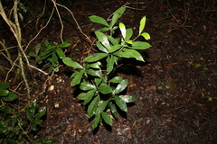 Atractocarpus benthamianus