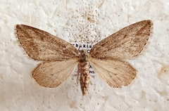 Habermania oxygonaria