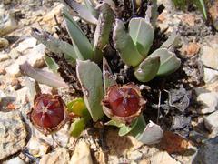 Acrodon bellidiflorus