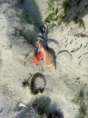 Africofusus ocelliferus