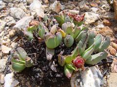 Acrodon bellidiflorus