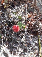 Erica cerinthoides