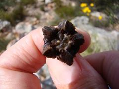 Acrodon bellidiflorus