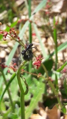 Neriene furtiva