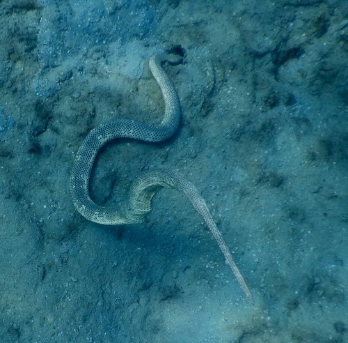 Photo of a Spiny-headed Seasnake (Hydrophis peronii)