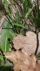 Neriene furtiva