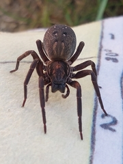 Uliodon albopunctatus