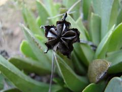 Acrodon bellidiflorus