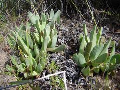 Acrodon bellidiflorus