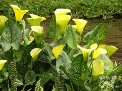 Zantedeschia elliottiana
