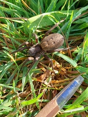 Uliodon albopunctatus