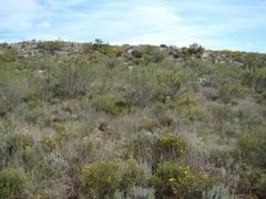 Acrodon bellidiflorus