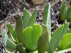 Acrodon bellidiflorus