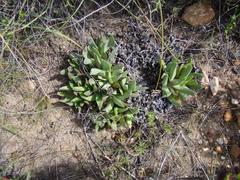 Acrodon bellidiflorus