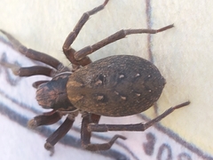 Uliodon albopunctatus